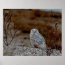 Suche nach vogel auf felsen poster Tiere