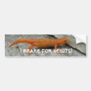 Suche nach newt Amphibie