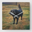 Suche nach schwanz wanduhren Hund