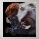 Suche nach ich liebe affen poster Tier