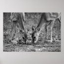 Suche nach tierfreunde poster Wild