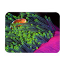 Suche nach anemonen magnete Fisch