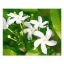 Suche nach jasmin kunst poster Pflanze