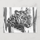 Suche nach tierporträts postkarten Gepard