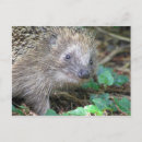 Suche nach niedlicher igel postkarten Süße tier