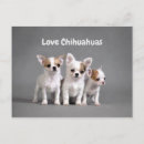 Suche nach niedlicher chihuahua postkarten Lustig