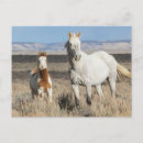 Suche nach wildes pferd postkarten Wildpferd