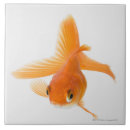 Suche nach flossen fliesen In voller länge