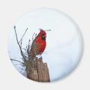 Suche nach kiefer magnete Rot