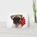 Suche nach mops karten Niedliche tiere
