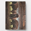 Suche nach büffel fotoplatten Bison