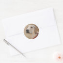 Suche nach gelbes labrador retriever aufkleber Retriefe