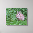 Suche nach kaninchen leinwandbilder Häschen