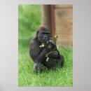 Suche nach baby gorilla poster Tier