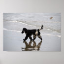 Suche nach cocker spaniel poster Cocktail
