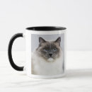 Suche nach ragdoll katze tassen Natur