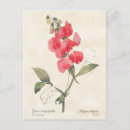 Suche nach hellrosa postkarten Rosa blume
