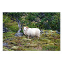 Suche nach das ram poster Hörner