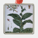 Suche nach pflanzen ornamente Frucht