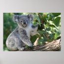 Suche nach niedlicher koala poster Wild