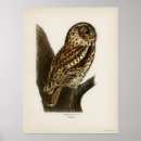 Suche nach retro eule poster Vogelvogel