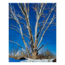 Suche nach winterbaum poster Himmel