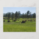 Suche nach amerikanischer bison postkarten Wild