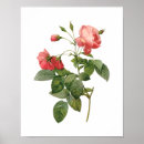 Suche nach rosa centifolia poster Vintag