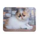 Suche nach persian magnete Persisch