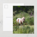 Suche nach shetland pony postkarten Blume