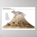 Suche nach grauer fuchs poster Insekten