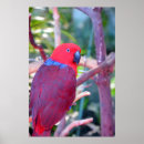 Suche nach bunter papagei poster Vogel