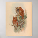 Suche nach braune eule poster Vogel