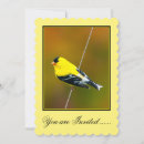 Suche nach singvögel einladungen Wildvogel