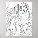 Suche nach australian shepherd poster Hirte