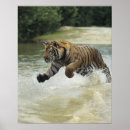 Suche nach bengalischer tiger poster Natur
