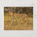 Suche nach cheetah postkarten Geparden