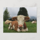 Suche nach weiße kuh postkarten Feld
