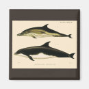 Suche nach delphine magnete Fisch