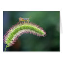 Suche nach heuschrecke postkarten Insekt