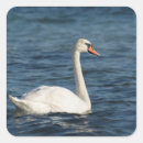 Suche nach cygnus aufkleber Schwan