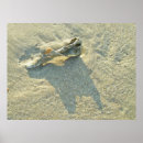Suche nach meeresschnecke poster Ufer