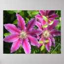 Suche nach clematis blume poster Fotografie