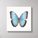 Suche nach natur fotos leinwandbilder Schmetterling