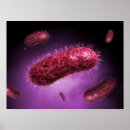 Suche nach bacteria poster Magnification