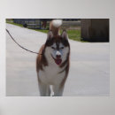 Suche nach husky poster Rot