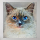 Suche nach cat eyes poster Blau