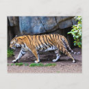 Suche nach wütende katze postkarten Tiger