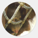 Suche nach orang utan baby aufkleber Primat