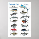 Suche nach große fische poster Ozean